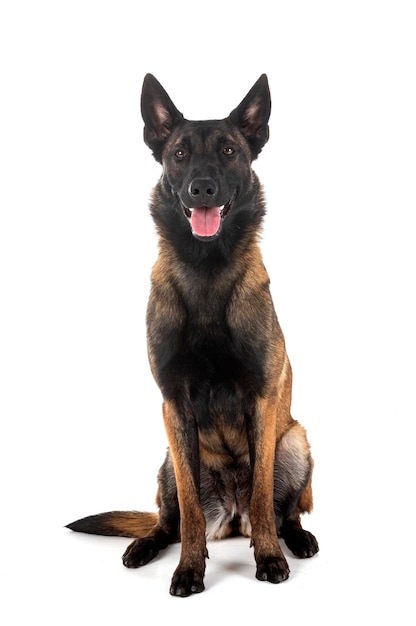 Malinois in studio