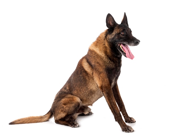 malinois in studio