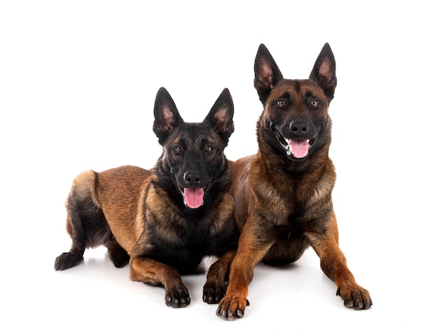 malinois in studio