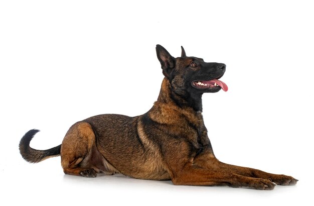 Photo malinois in studio