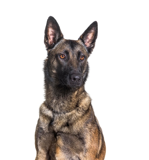 Malinois Tervuren 벨기에 개 흰색 절연