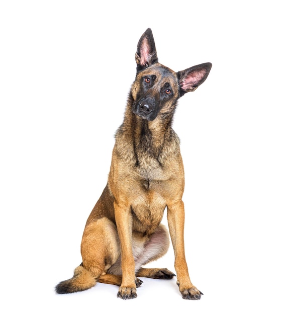 Malinois Tervuren belgian dog isolated on white