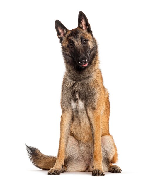 Malinois Tervuren 벨기에 개 흰색 절연