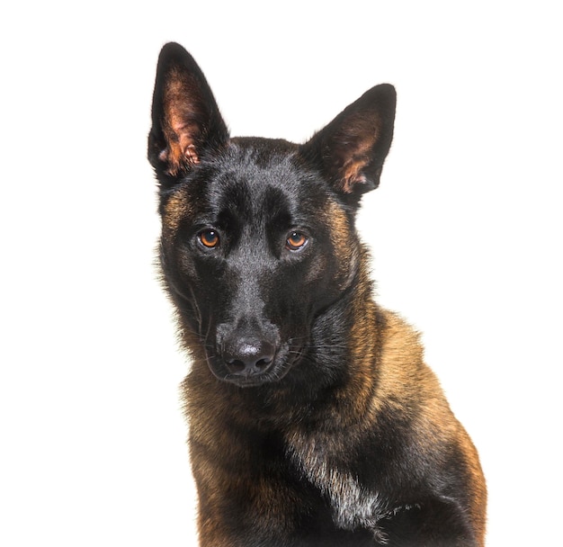 Malinois Tervuren 벨기에 개 흰색 절연