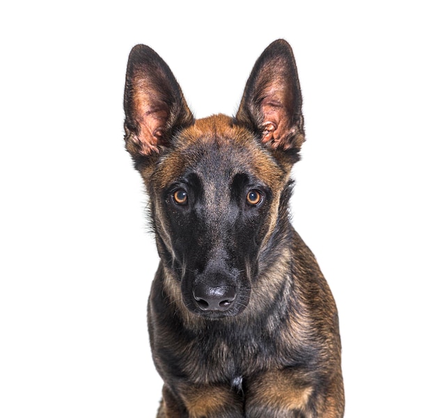 Malinois tervuren belgische hond geïsoleerd op wit