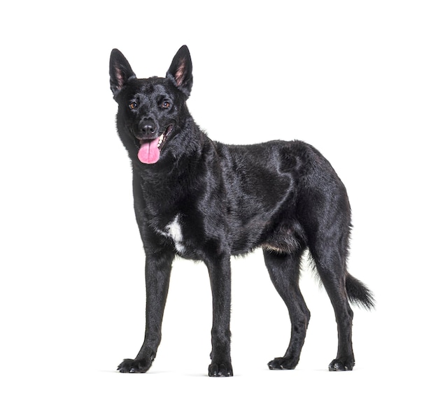 Malinois tervuren belgische hond geïsoleerd op wit