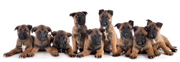 Malinois van puppy op geïsoleerd wit