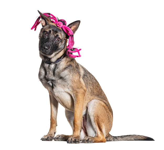 Malinois wearing collar isolated on white