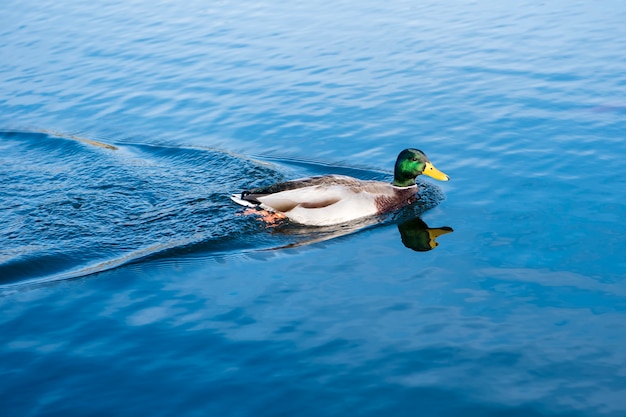 青い水の背景にマガモ（Anas platyrhynchos）