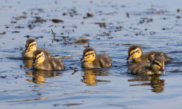 Photo mallard anas platyrhynchos the chicks are floating down the river