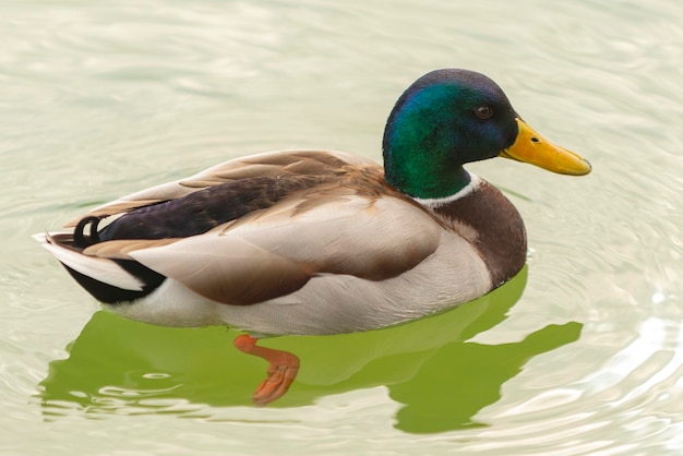 Mallard Anas platyrhynchos Malaga Spain