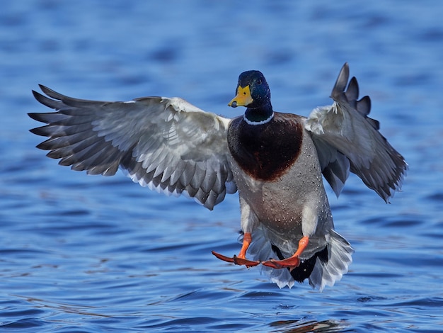 Germano reale (anas platyrhynchos)