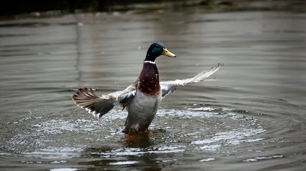 Mallard badend in de rivier