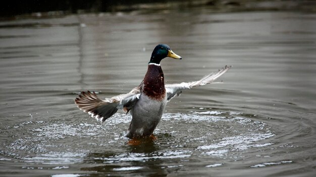 Mallard bathing in the river