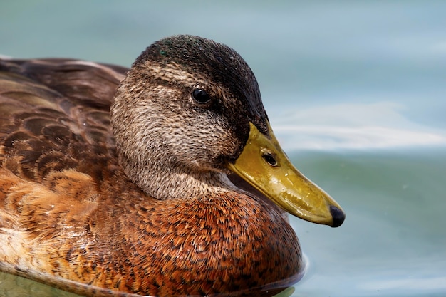 Mallard bird on the lake Wild duck in the water Water life and wildlife Nature photography