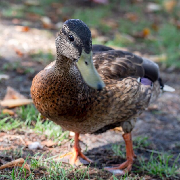 Photo a mallard by a pond