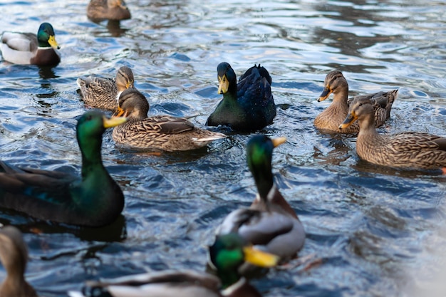 マガモとカユガのアヒルは、冬に湖の真ん中で食べ物を探します.鳥の餌と自然の多様性の概念