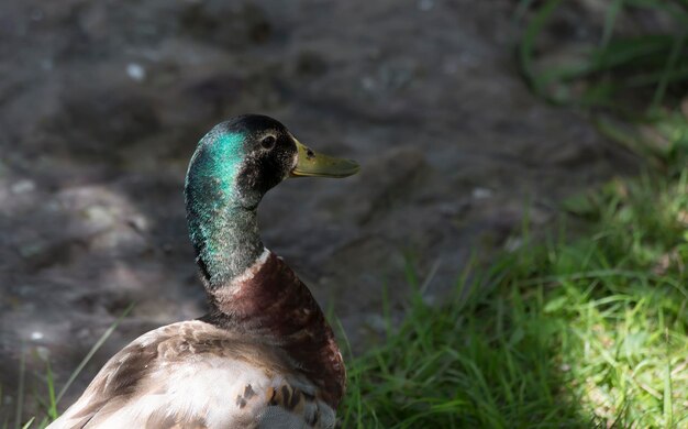 Photo mallard drake anas platyrhynchos