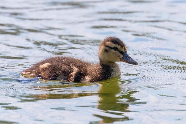 Mallard Duck Baby op het wateroppervlak, eendjes zwemmen