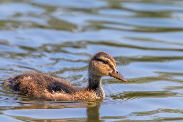 Mallard Duck Baby op het wateroppervlak, eendjes zwemmen