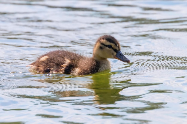 Mallard duck baby op het wateroppervlak, eendjes zwemmen