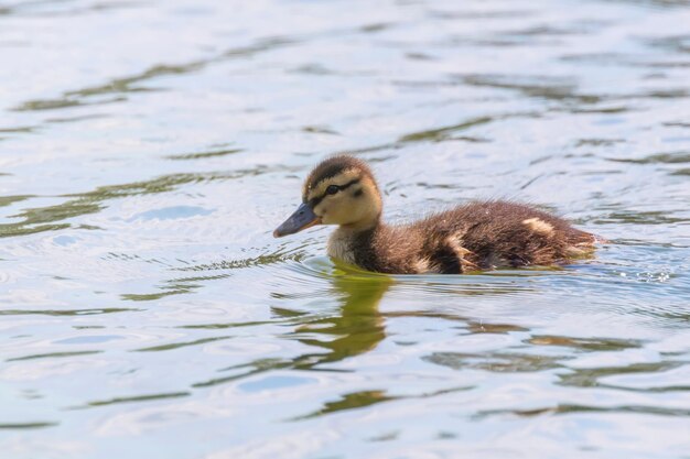 水面にマガモの赤ちゃん、アヒルの子の水泳