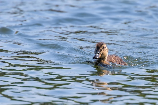 Photo mallard duck baby on water surface ducklings swimming