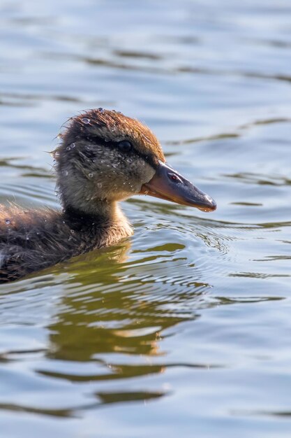 Mallard Duck Baby on water surface Ducklings Swimming