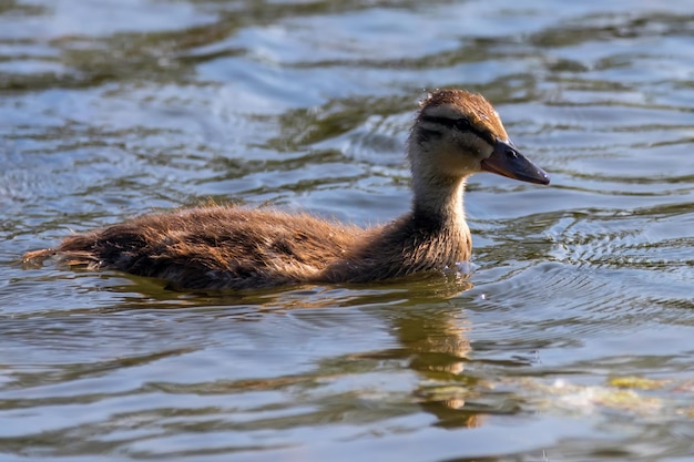 Mallard Duck Baby on water surface, Ducklings Swimming