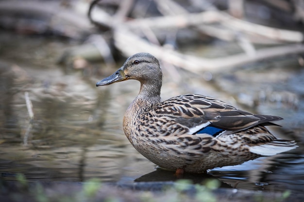 Mallard duck birds in the park ornithology water birds\
waterfowl protection of nature