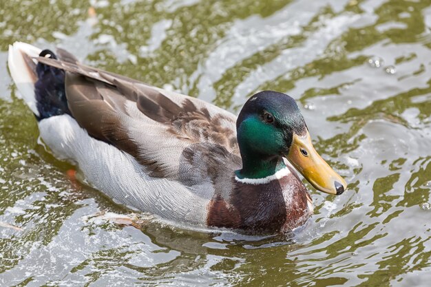 マガモは水にクローズアップ