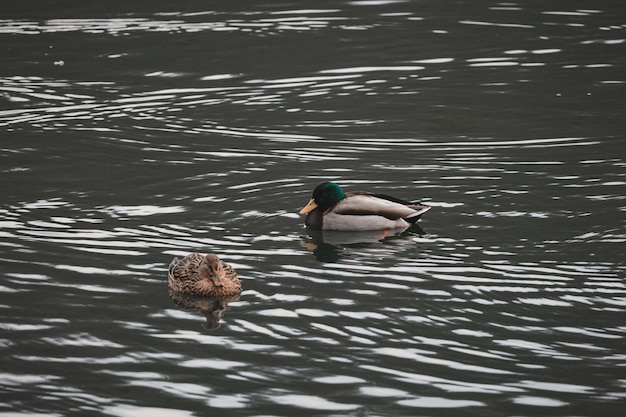 Mallard duck couple swimming in the lake