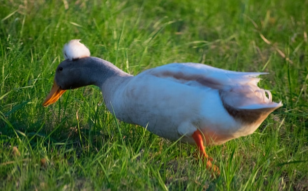 Mallard duck on field