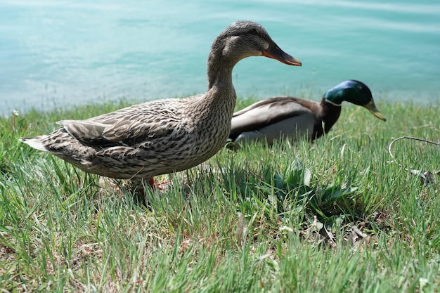 Mallard duck on a field