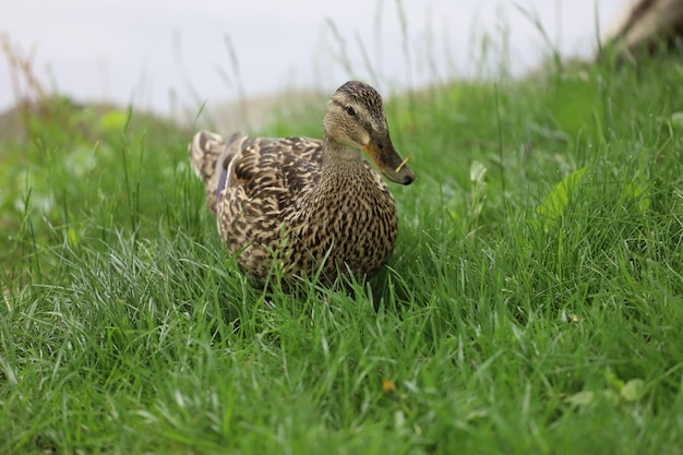 Foto anatra mallarda sul campo