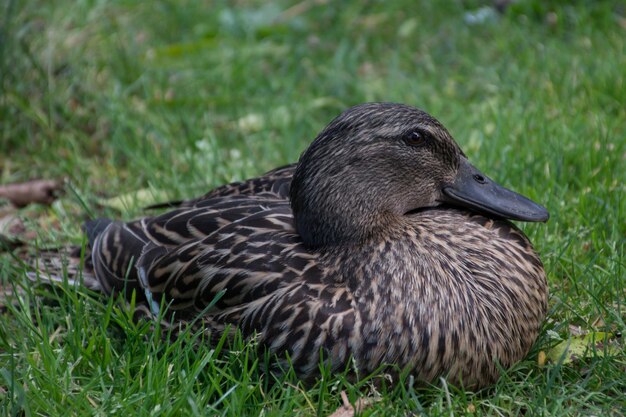 Photo mallard duck on field