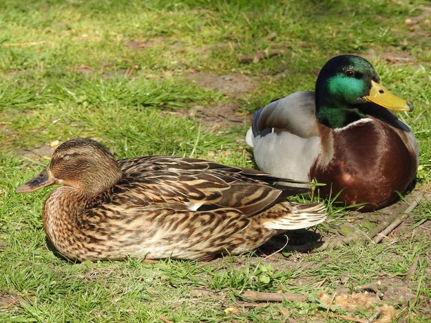 Photo mallard duck on field