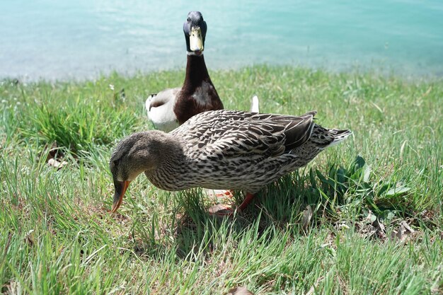 Mallard duck on field