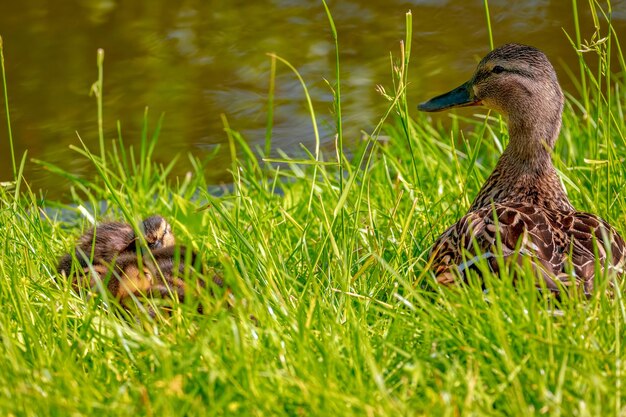 Photo mallard duck on field