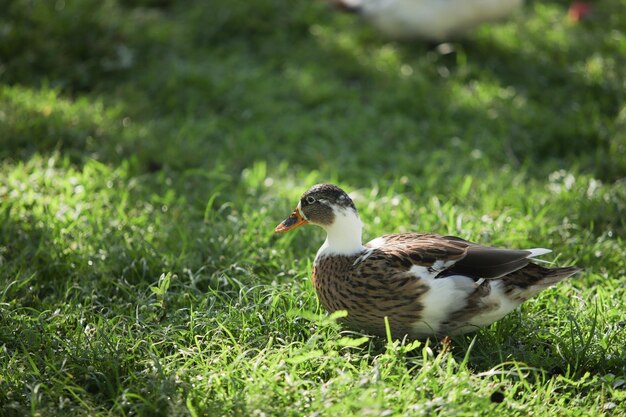 Mallard duck on field