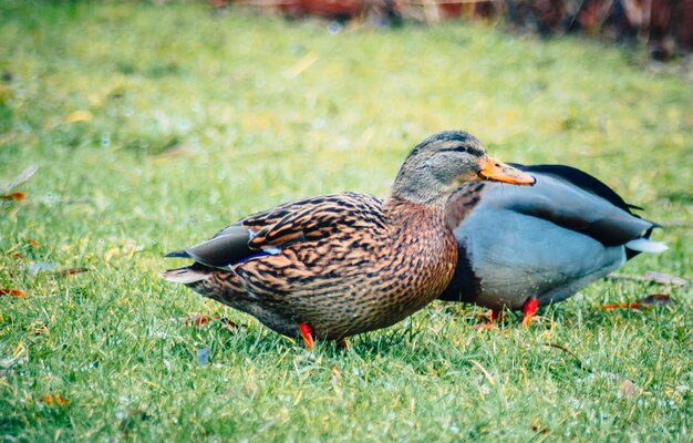 Mallard duck on field