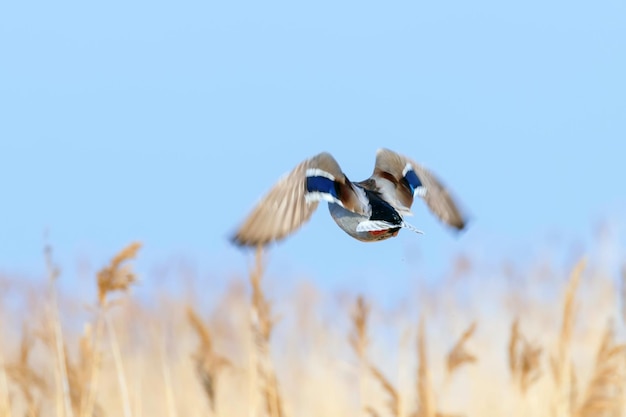 Mallard duck in flight duck hunting season