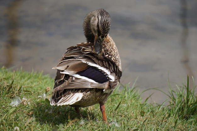 Mallard duck on grass water in background