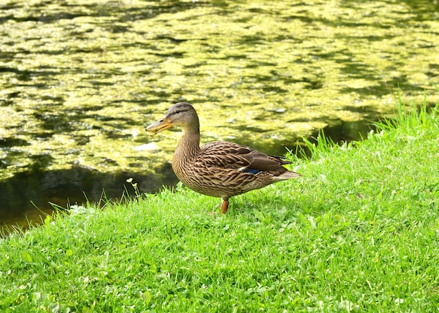 草の上のマガモ