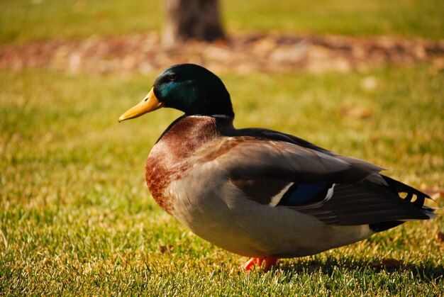 Mallard duck on grassy field