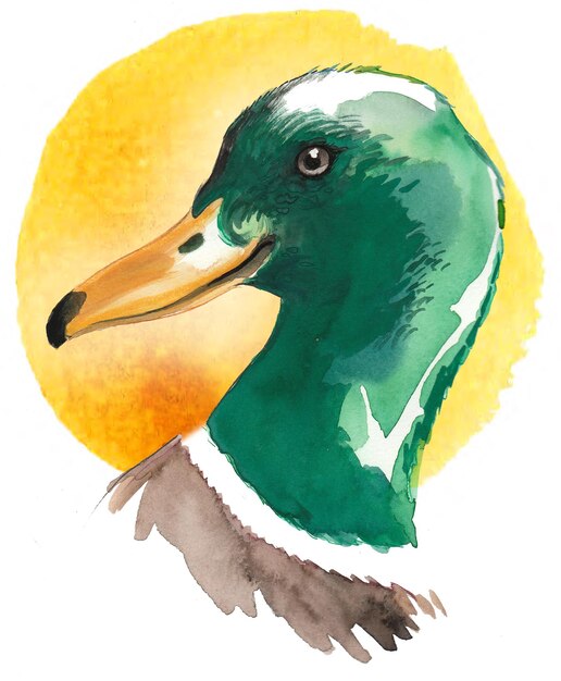 Mallard duck head Handdrawn watercolor painting
