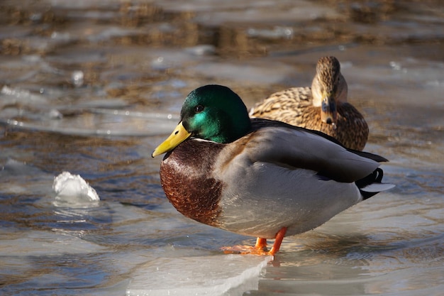 Mallard duck on and ice floes at winter