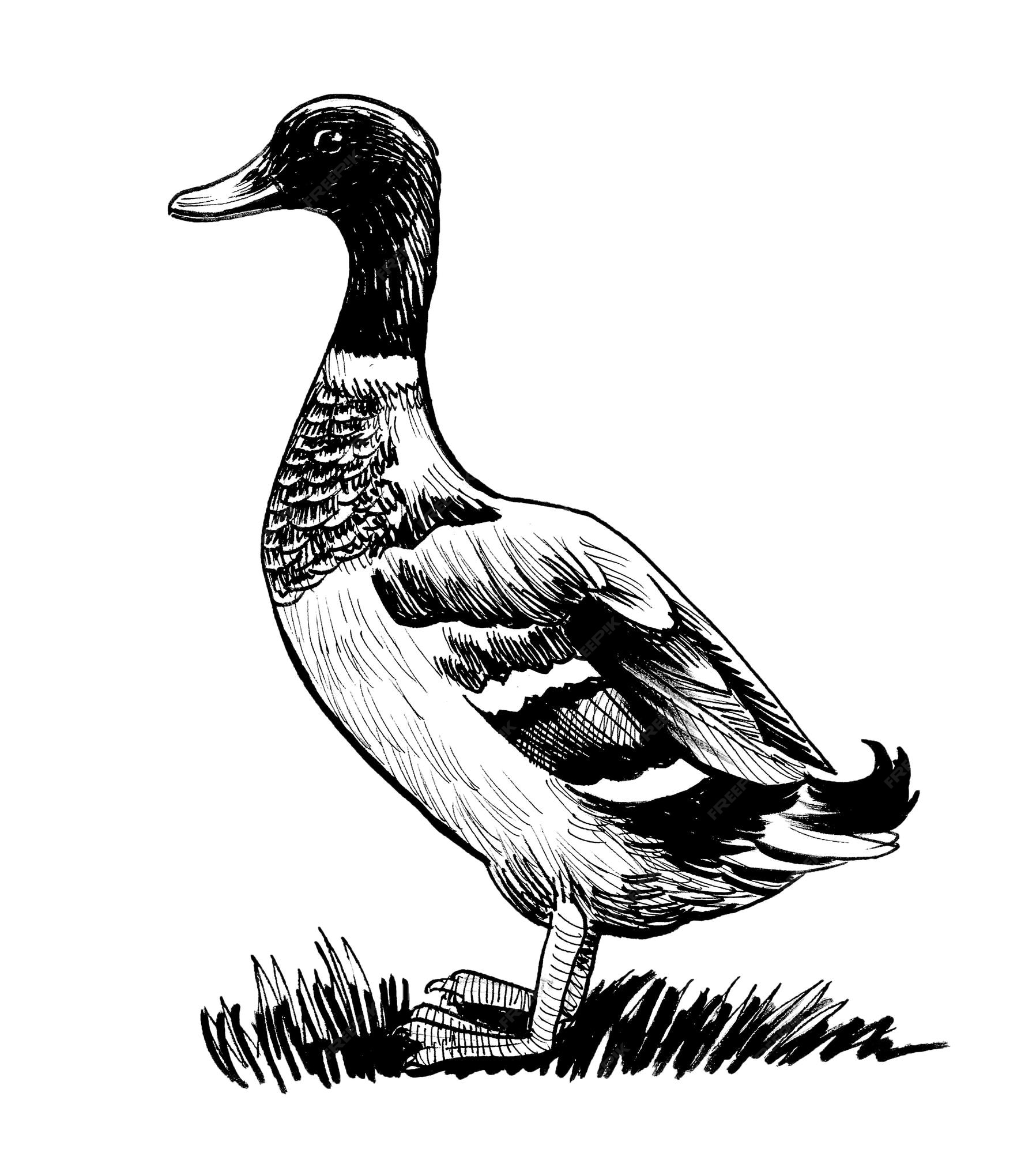 Premium Photo | Mallard duck Ink black and white drawing