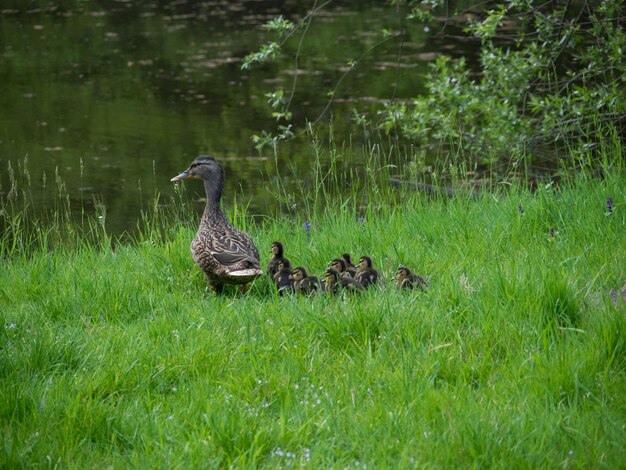 Foto anatra mallarda nel lago