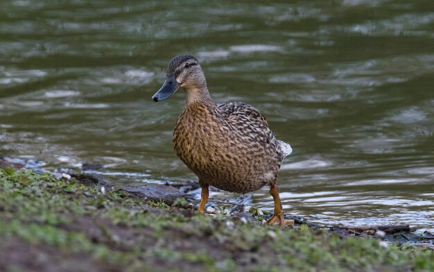 Photo mallard duck at lakeshore